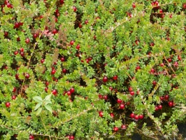 Cranberries IMG 4212